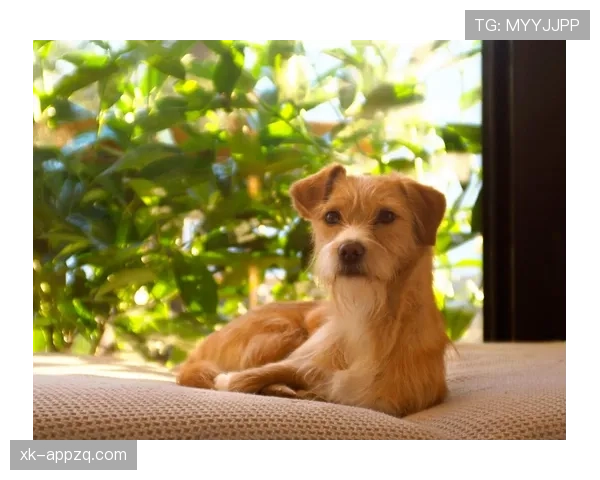 拉菲尼亚家的狗都比我家吃得好